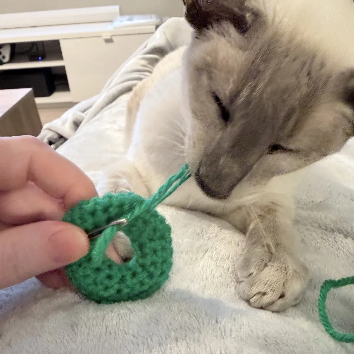 Nightshade helps me crochet Nightshade, a lilac-point Siamese cat, lies on my lap on a soft blanket. Too impatient to wait for me to sew it up, he has grabbed hold of the working yarn and is biting it, trying to pull the whole green crocheted cat bagel away from me. As the needle is still attached and there is a loose strand, and the whole thing is un-felted I’m gently wrestling it away from him.