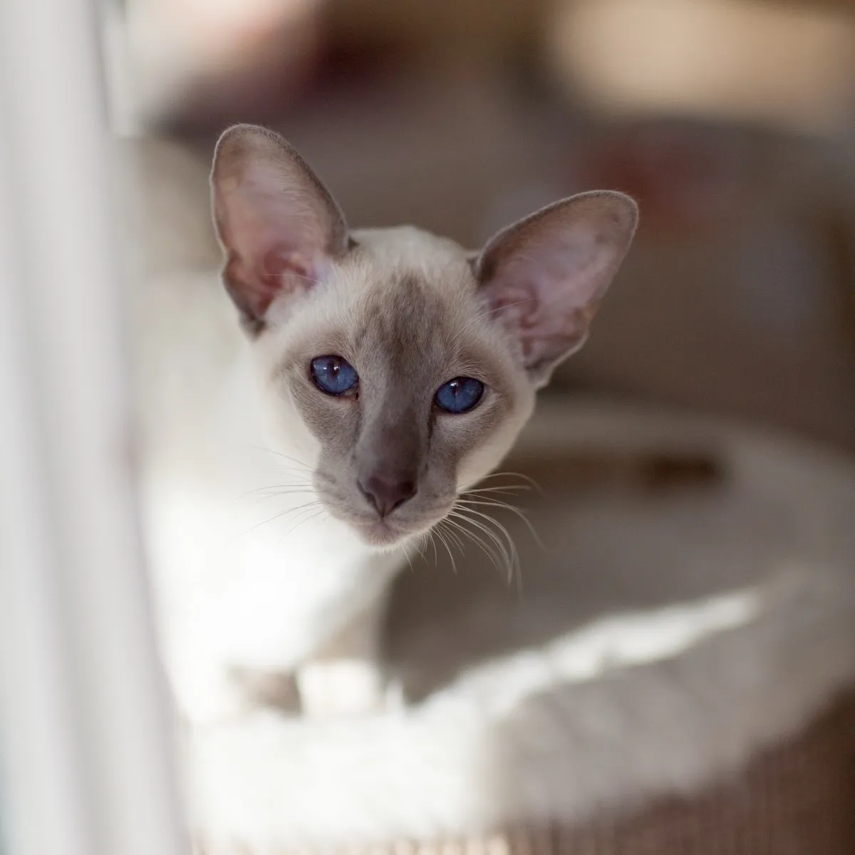 Nightshade sits atop his cat barrel and peers towards the camera showing off his big ears and  vividly blue eyes. He looks calm and curious, with his head slightly tilted forward, almost expectant.