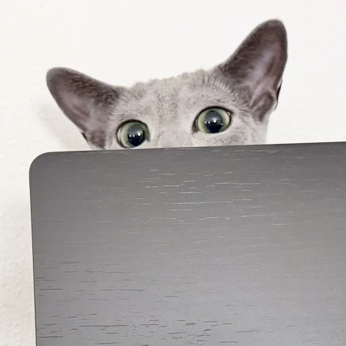 A close-up of Merlin, a Russian Blue, peeking over the top edge of a sheet music stand. Only his ears, forehead, and wide greenish eyes are visible above the lip, giving a curious, alert expression. He has large pointed ears with pink inner ear skin and short, pale gray fur. The sheet music stand takes up most of the lower half of the image and has a smooth surface with faint horizontal streaks. The background is plain white.