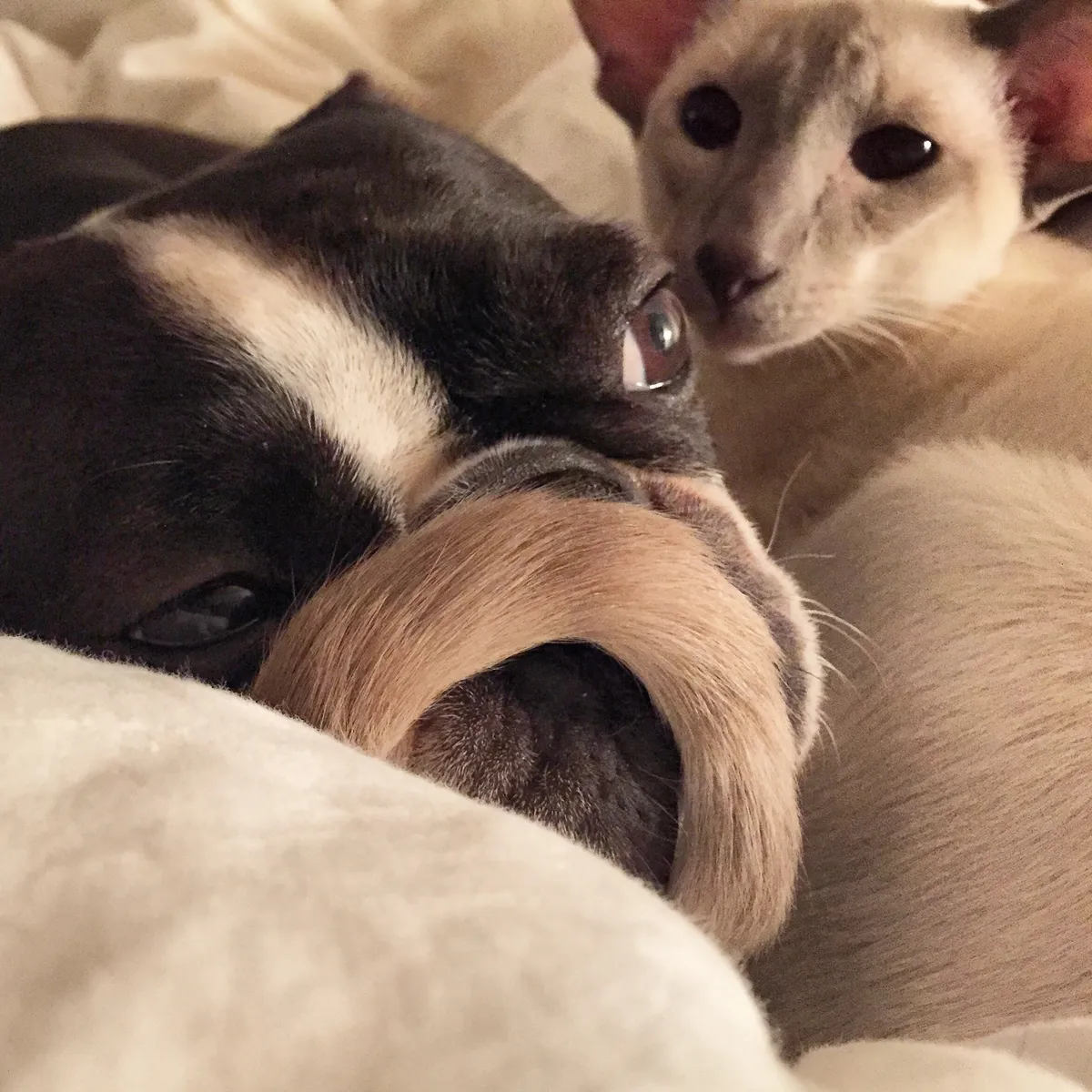 Pepper the Boston Terrier eyes a somewhat worried looking Nightshade as Nighshade's tail curls entirely around and across Pepper's snout.