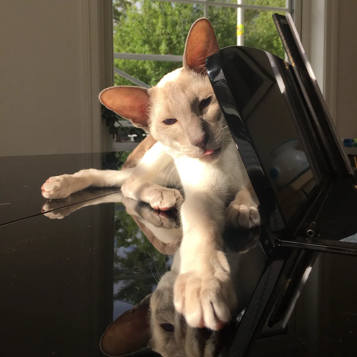 Nightshade enjoying the sun with a tiny blep, as he sheds quietly atop a shiny, lacquered baby grand piano.
