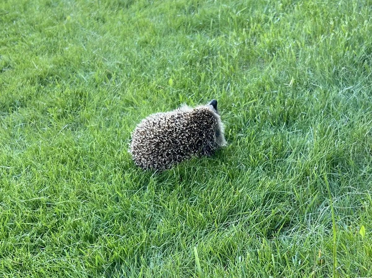 Piggiewinkuhl resting after his ordeal. A small hedgehog lying on his side on patch of bright green grass. His spiny back faces the camera, and one can just see his little snout sticking up on the right side.