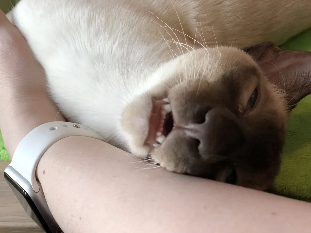 SCSI cradled against my forearm with his head tilted back, mouth partly open, showing small, sharp teeth and a bit of pink tongue. One eye is mostly closed, and the other is only slightly open, giving a very relaxed, almost blissful expression.