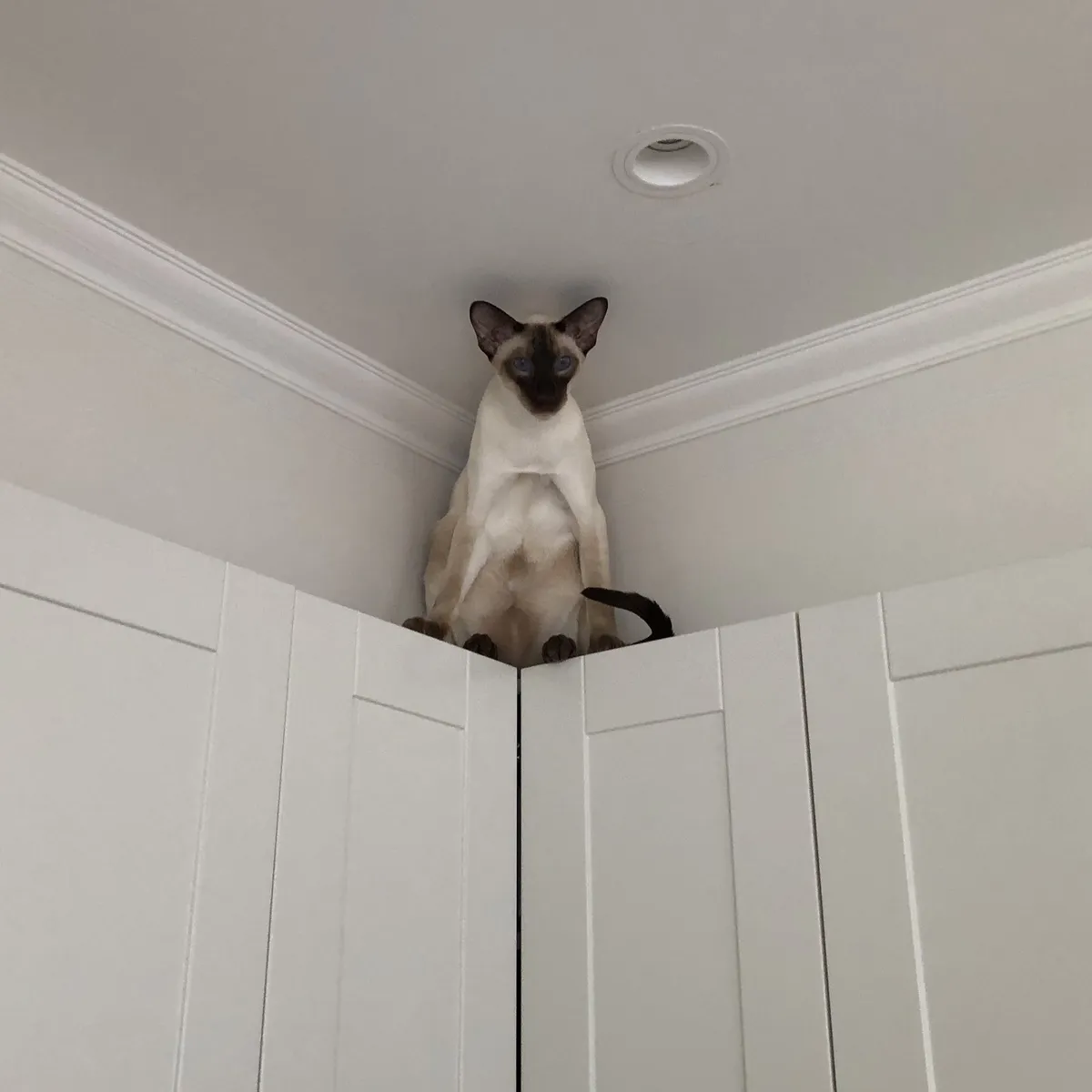 SCSI sits perched in the corner where two tall white cabinets meet the ceiling. He is facing forward with his back against the corner walls, front legs straight, and back legs spread slightly apart. His tail curves around his body towards the front, and his blue eyes are directed straight ahead. The cabinets below are plain white with simple vertical panel details, and there is a smooth white ceiling above with a small round recessed fixture.