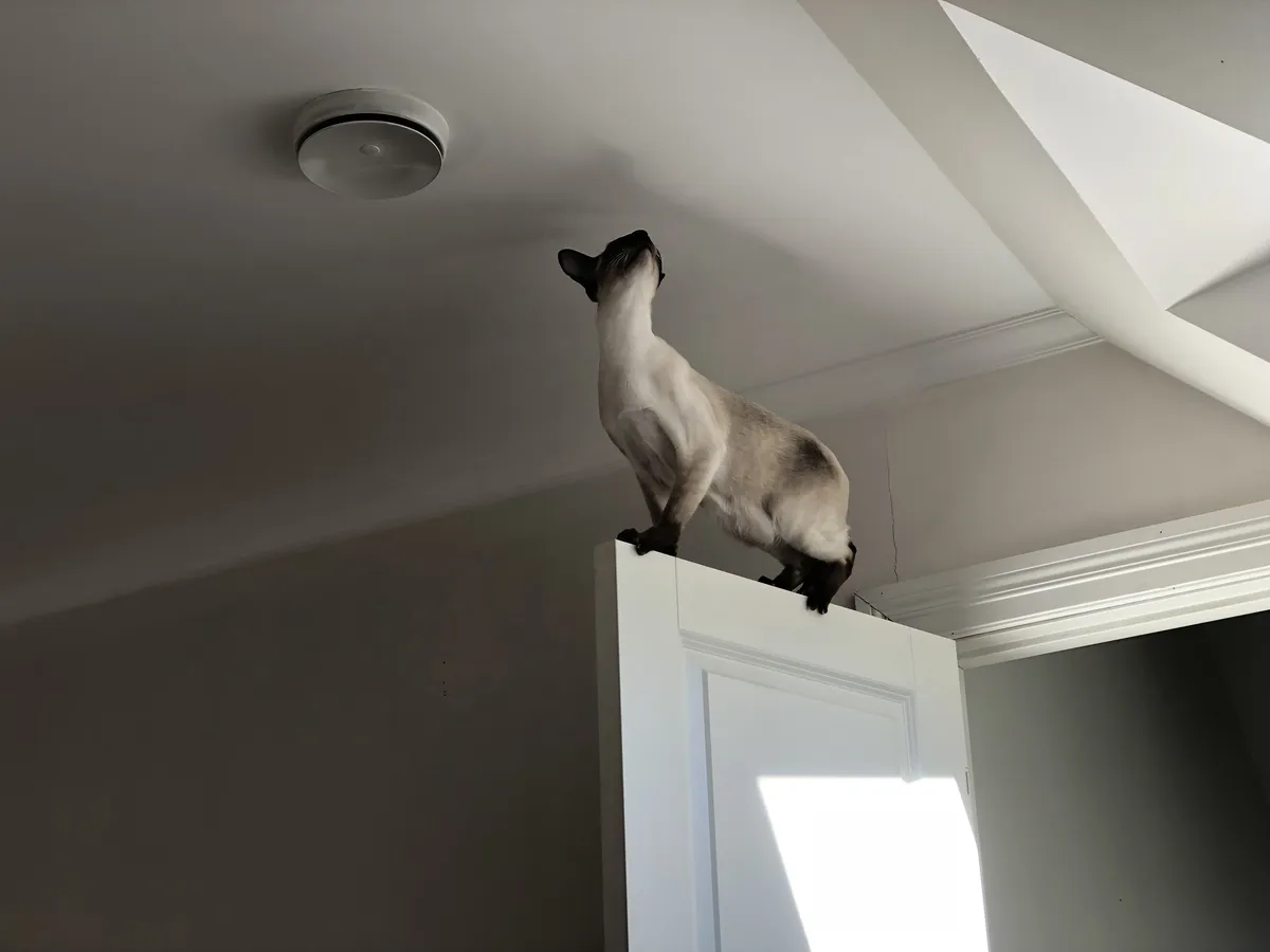 SCSI stands on the very top edge of an open white door. He is facing upward toward the ceiling, neck stretched and nose pointed at a round air vent mounted above. Sunlight from the right creates a bright rectangular patch on the lower part of the door, while the rest of the room is in softer, dimmer light. The walls are a neutral light colour, and the ceiling has simple moulding where it meets the wall.