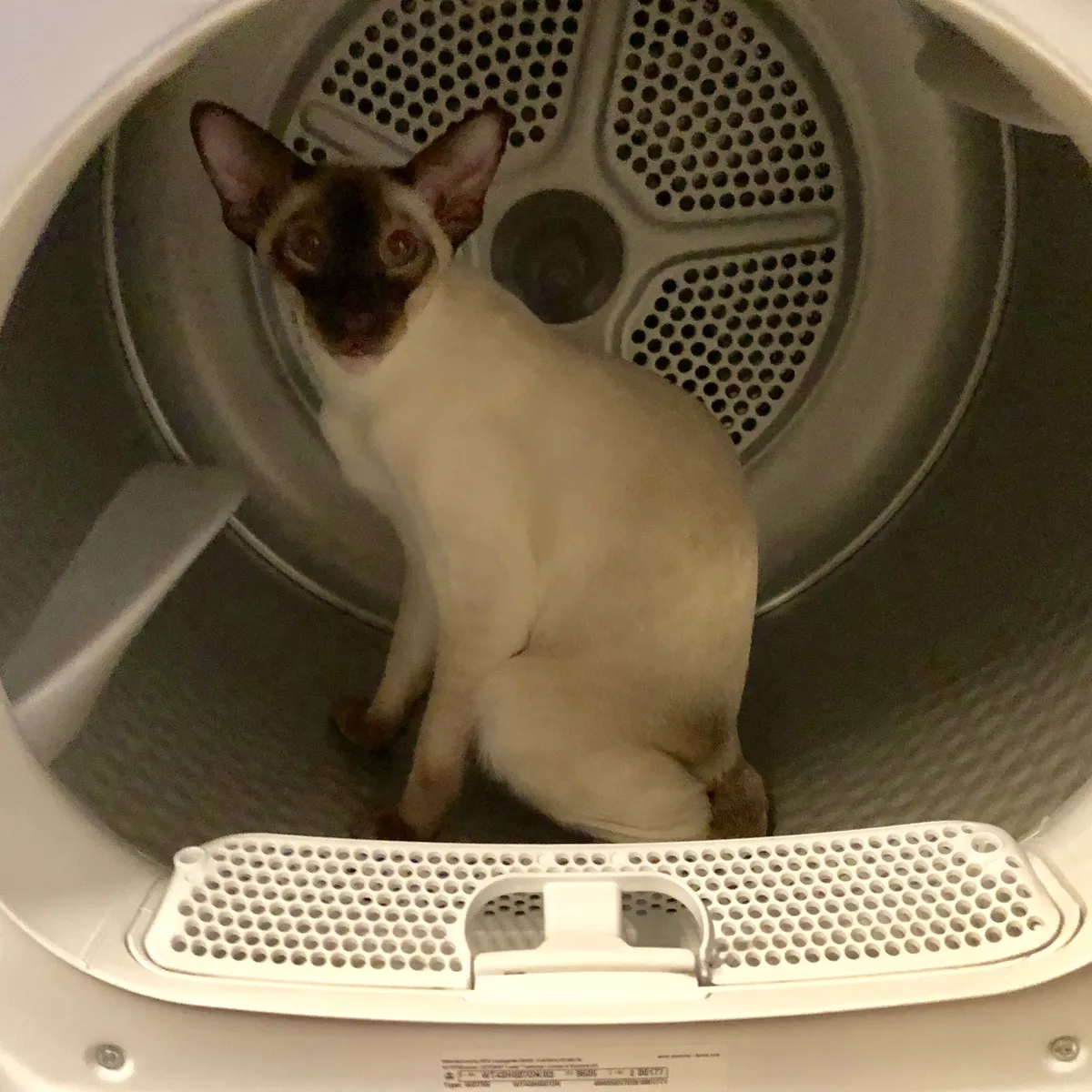SCSI siting inside the recently emptied, and still warm, drum of a white clothes dryer, looking out towards the camera.