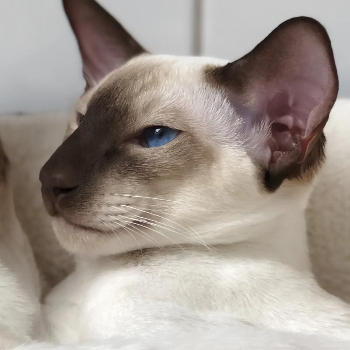 A close-up side profile of baby SCSI, with one bright blue eye in sharp focus.