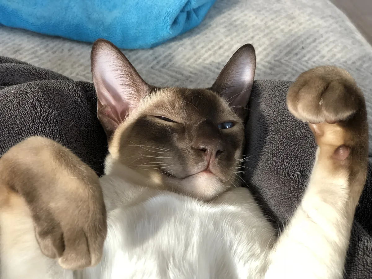 SCSI lying on his back with both front paws raised in the air. One eye is slightly open and the other is mostly closed, giving a relaxed, sleepy expression. His ears are large and upright, with pink visible on the inner parts. He is resting on a soft, dark grey blanket, and there is a bright turquoise blanket in the background.