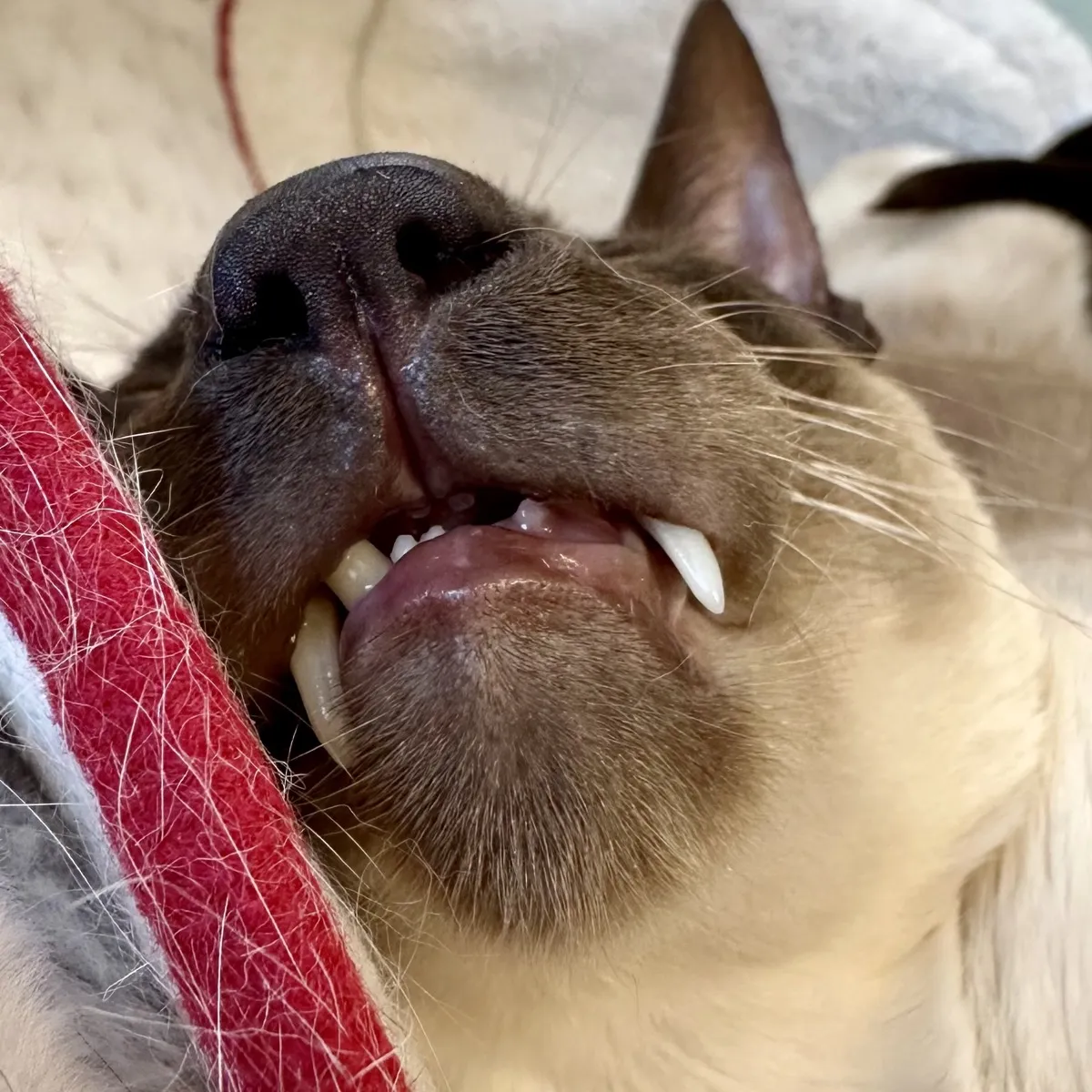 A close-up photo of SCSI, the chocolate point Siamese cat, his snout filling almost the entire frame. He has a dark brown nose, and long white whiskers. His mouth is slightly open, showing his two prominent fangs (one on each side), and some of his smol teefs. One ear is visible at the top right. Along the left edge, a red fabric with white trim is visible, with many light-colored hairs stuck to it.