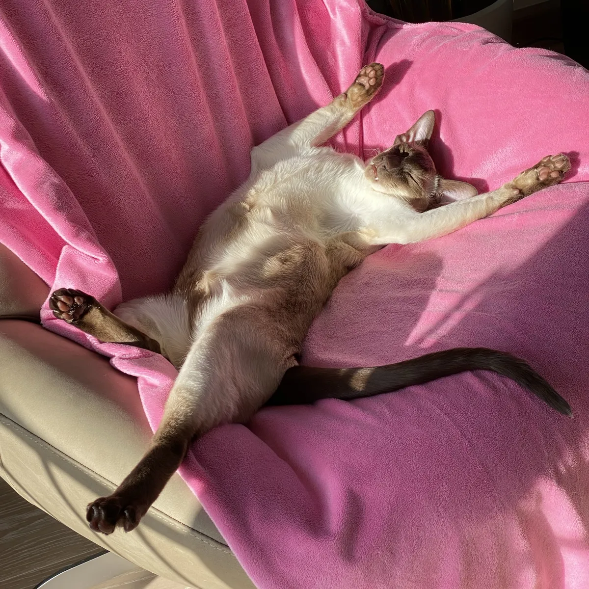 SCSI lies sprawled on his back on a vibrant pink blanket covering an armchair, basking in the sunlight.