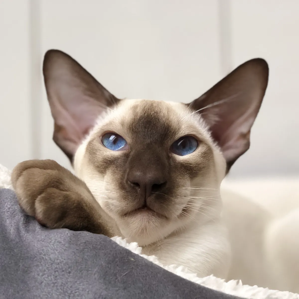 SCSI lies in a soft grey bed, resting his paw over the edge and gazing forwards, showing off his blue eyes.