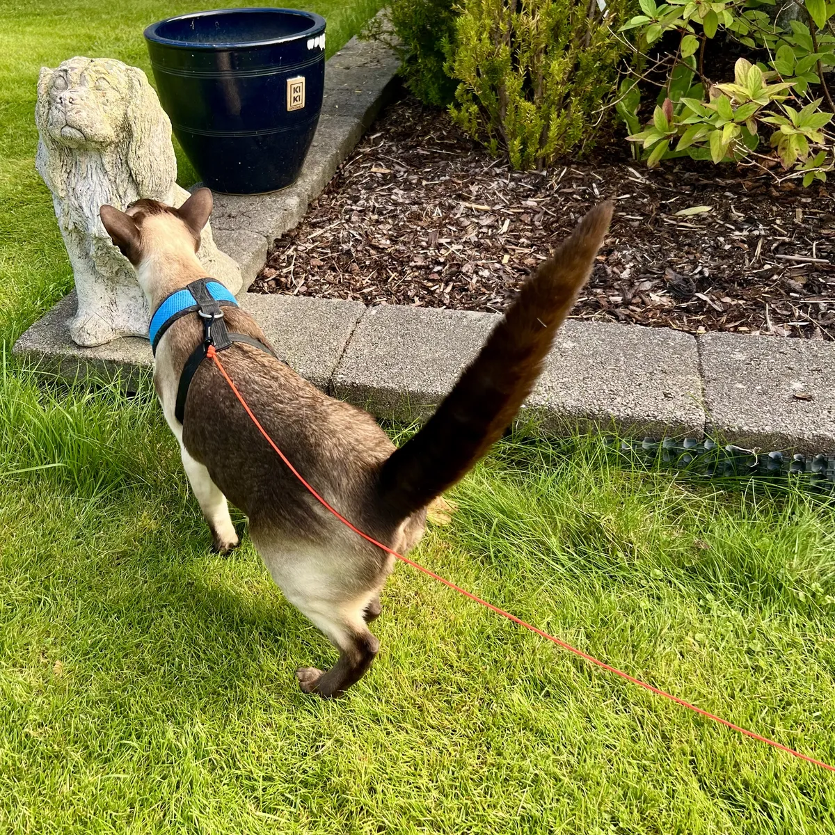 SCSI, wearing a bright blue and black harness with an orange leash. He is sniffing a small stone statue of a sitting dog on the edge of a garden bed. Standing on the lawn, he tentatively makes sure the statue won’t move, his puffed-up tail revealing his anxiety. Behind the statue, there is a large dark blue plant pot sitting on the concrete edge. In the garden bed, there is brown mulch and some green shrubs and plants with light and dark green leaves.