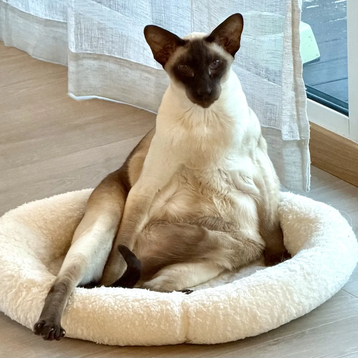 SCSI, the chocolate point Siamese, looking extra plush (some might say «Huttesque») sitting in his «egg bed».