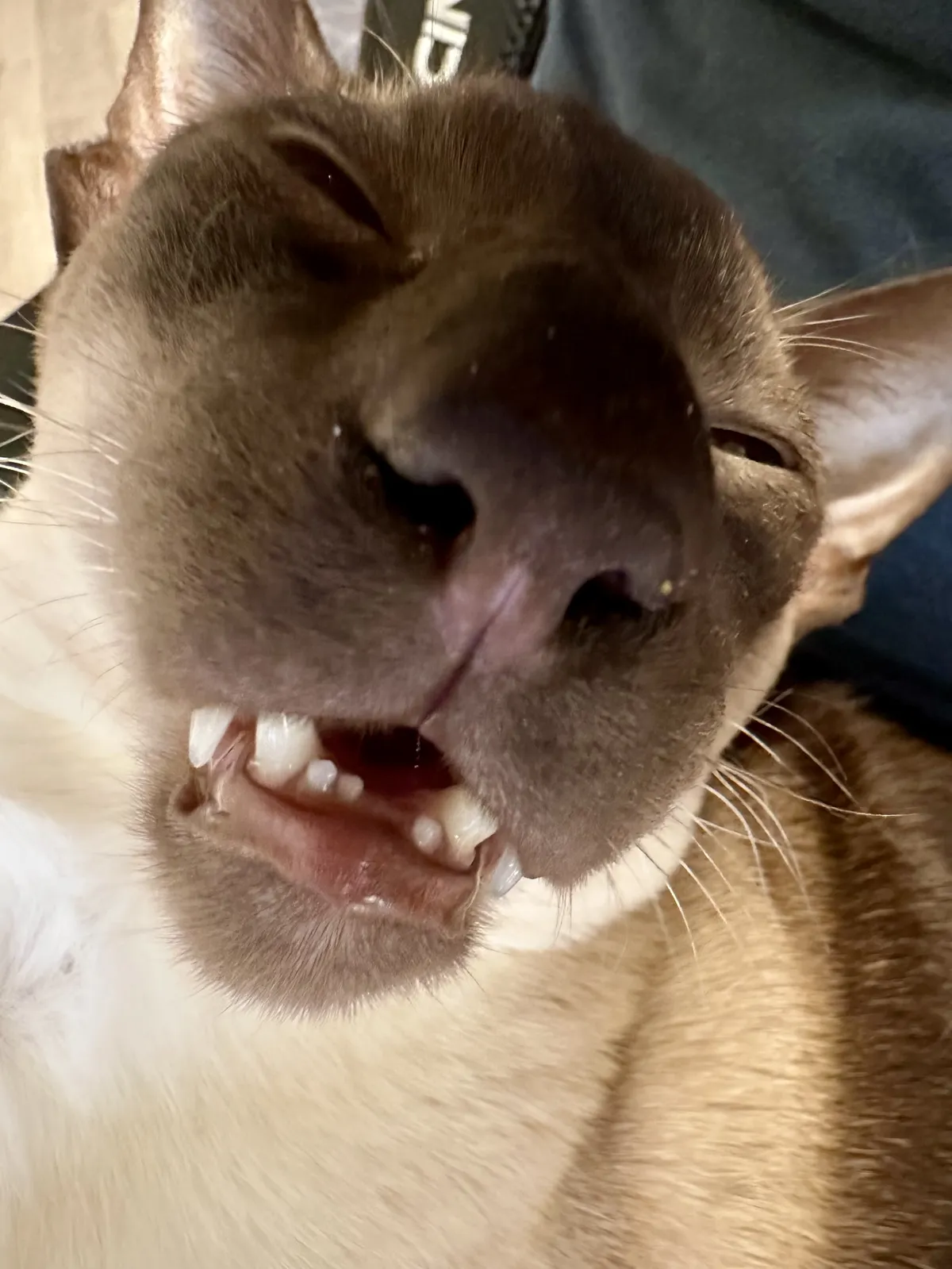 A close-up of a SCSI’s face, filling almost the entire image. His mouth is open slightly, showing small white teeth and two pointed fangs, giving a funny, sleepy expression. The nose is dark and centred, with fine whiskers extending from each side of the muzzle. His eyes are mostly closed, with just a thin slit visible, as if he is very relaxed.