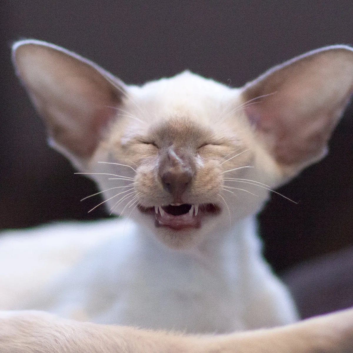 Kitten Nightshade has his eyes suqeezed shut, his nose wrinkled and his mouth half-open almost as if he was saying 'cheese'. You can see his adorable baby teef.
