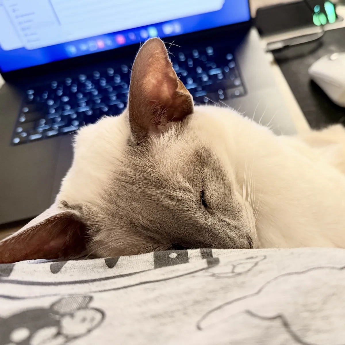 Sleeping Nightshade. A cream-coloured Siamese  cat with lilac points sleeps peacefully with his head resting on my chest. I’m wearing a grey t-shirt with a black line-art motif impossible to make out. In the background, there is an open MacBook with an illuminated keyboard and screen, and next to it, a white Logitech M3 Anywhere mouse with a bit of tape stuck to it sits on a black mouse pad area of a light wooden lap desk. Nightshade looks very cosy and relaxed, I’m in an ergonomic nightmare.