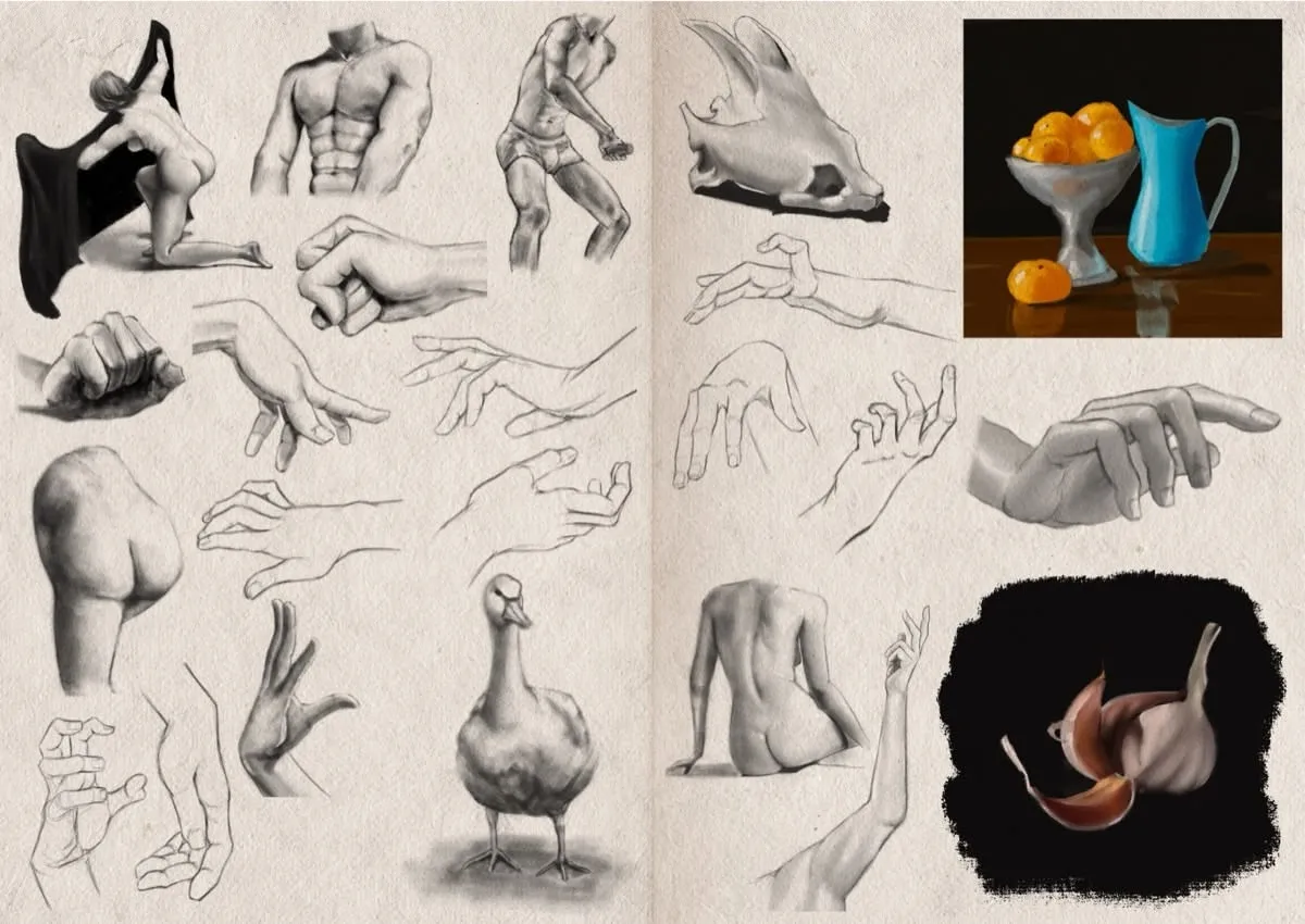 Two-page sketchbook spread filled with figure and object studies. Overall, the pages display a variety of anatomical and still life studies using different techniques, emphasizing practice and skill-building. The pages feature multiple graphite sketches, mostly of human hands in various poses—some tightly clenched, some relaxed, fingers splayed or curled. There are also two studies of nude human torsos, one from the back and one from the front, along with two partial full-body poses, both nude. A duck and an animal skull are also depicted with soft shading. There are also two small colour studies. In the upper right, a still life with a blue pitcher, a bowl of oranges, and one orange on the table. At the bottom right, a realistic coloured rendering of a garlic bulb with its skin, shown on a black background.