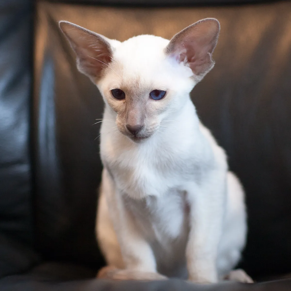 Kitten Nightshade sits on a dark leather sofa, looking slightly forlorn.