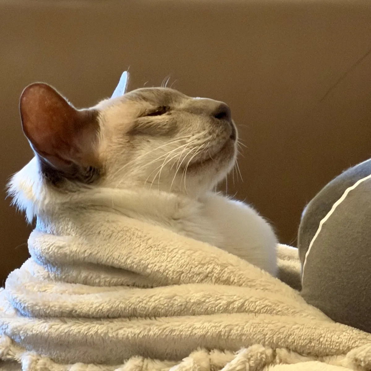 Nightshade swaddled in a blanket up against me as I try to game. He has sunk backwards into the blanket holding him, and his face is tilted up towards me. His eyes are closed and he is happy.