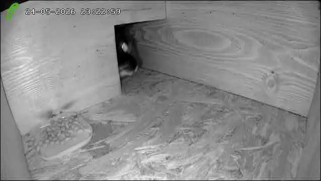 Night-vision footage screengrab from inside the wooden shelter showing a black cat snout peering in.