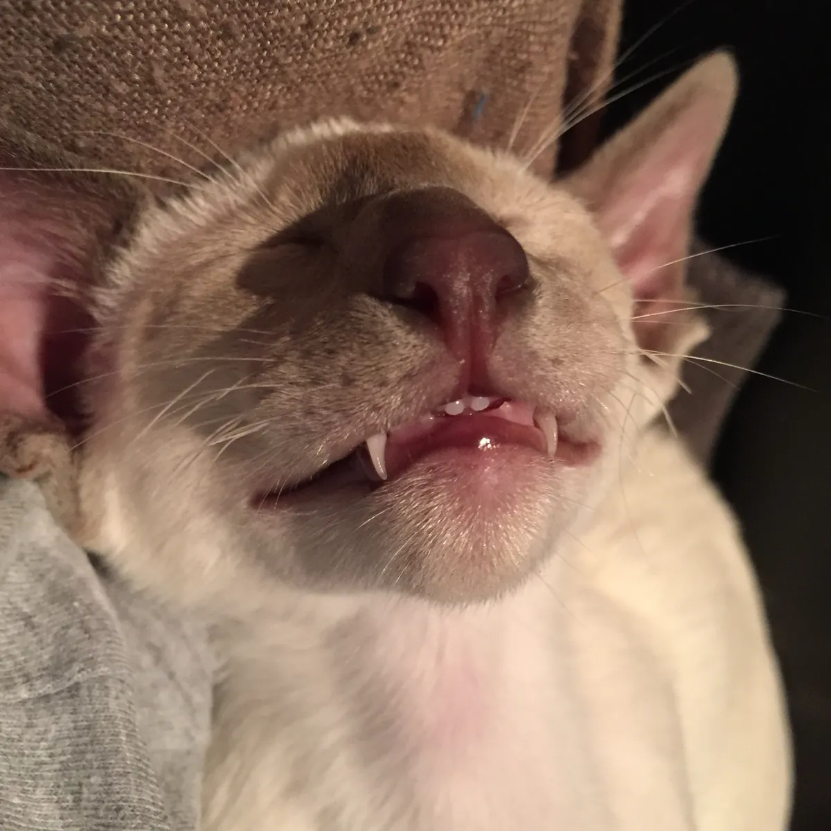 A close-up of baby Nightshade asleep with his mouth slightly open, revealing his first big front teeth just emerging from his gums.