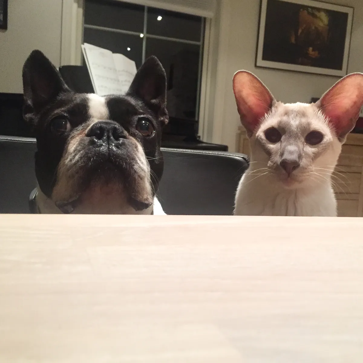 Pepper the Boston Terrier, and Nightshade sit side-by-side at the pale wooden dinner table, in hopes of tricking some food out of someone. They could both use a booster seat as the dining chair they are sat on means their chins are barely over the tabletop.