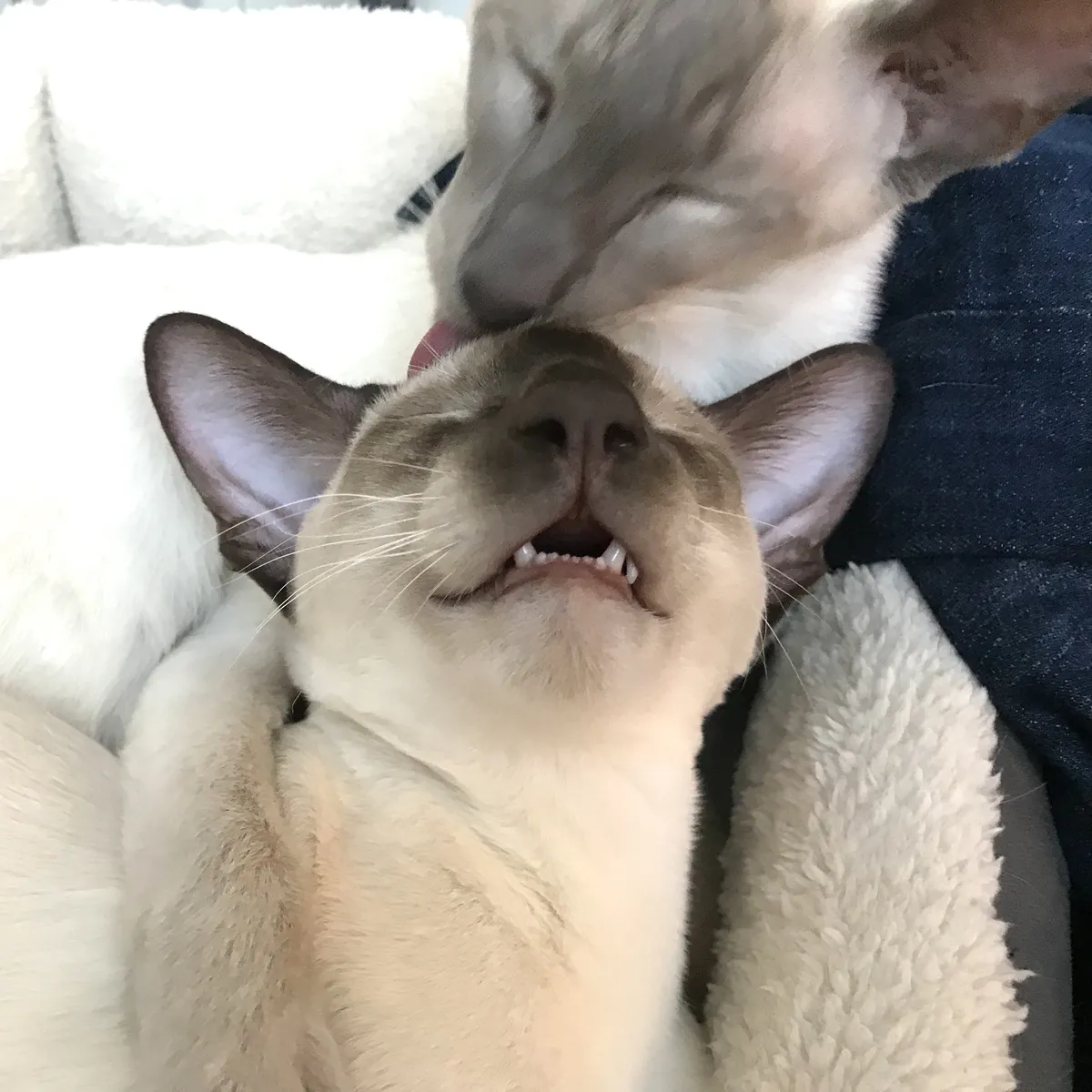 Kitten SCSI in front, his mouth dropped open and his eyes closed in pleasure as Nightshade gives his head a good wash. Nightshade has wrapped a front paw around him to keep the baby cat in place.