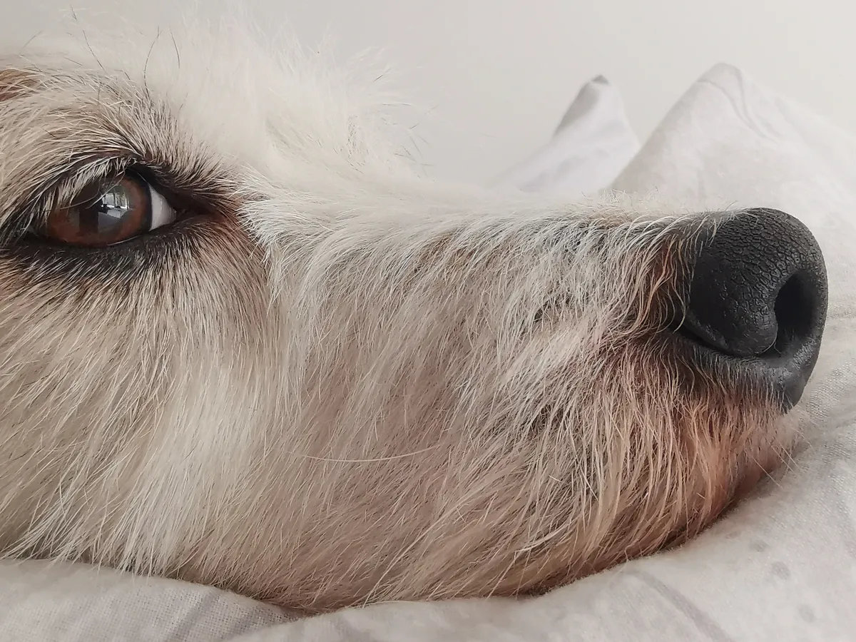 Close up of my dog, Alice Cooper