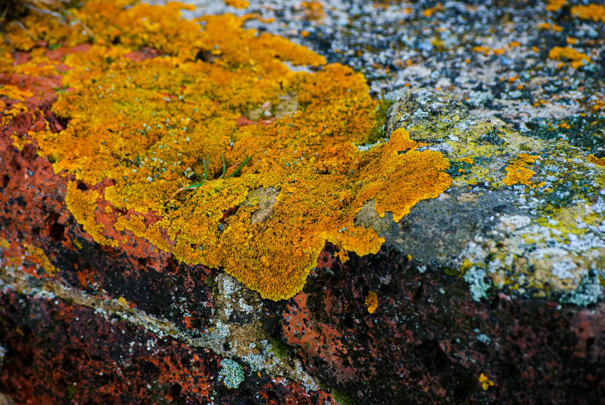 picture of lichen, most of it bright orange but some of it grey-green or other colours, on a red brick wall
