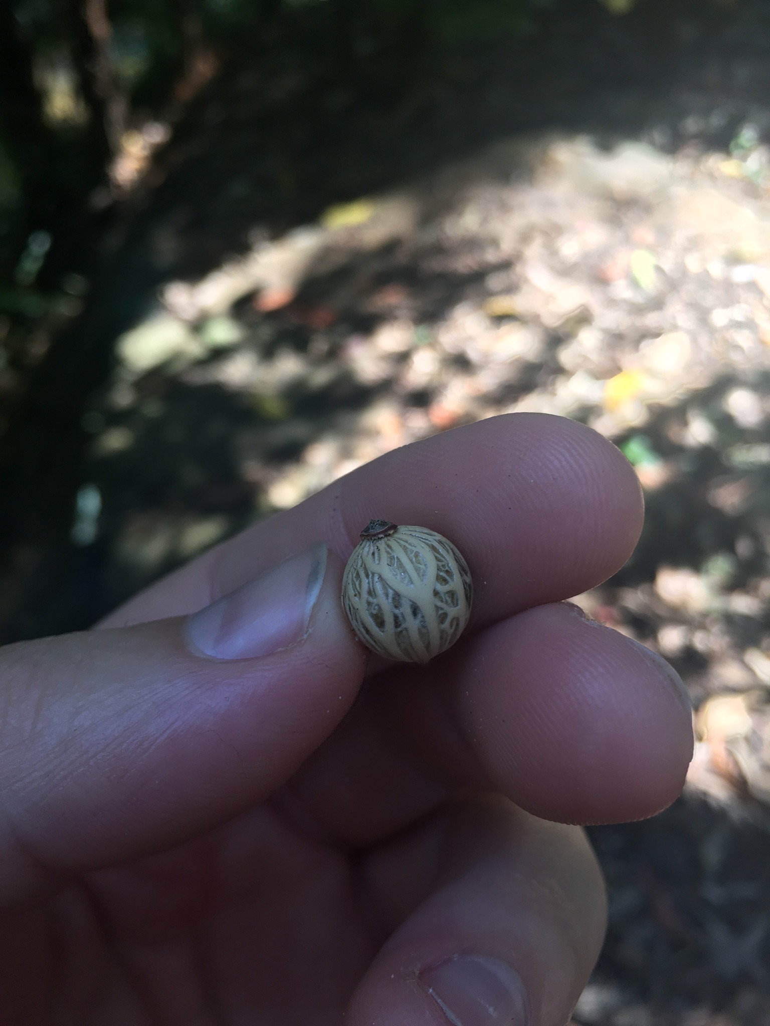 a photo of a hand holding a pale green spherical seed with a pretty tree pattern on it