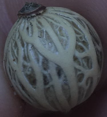 a close up of a pale green spherical seed with a pretty tree pattern on it