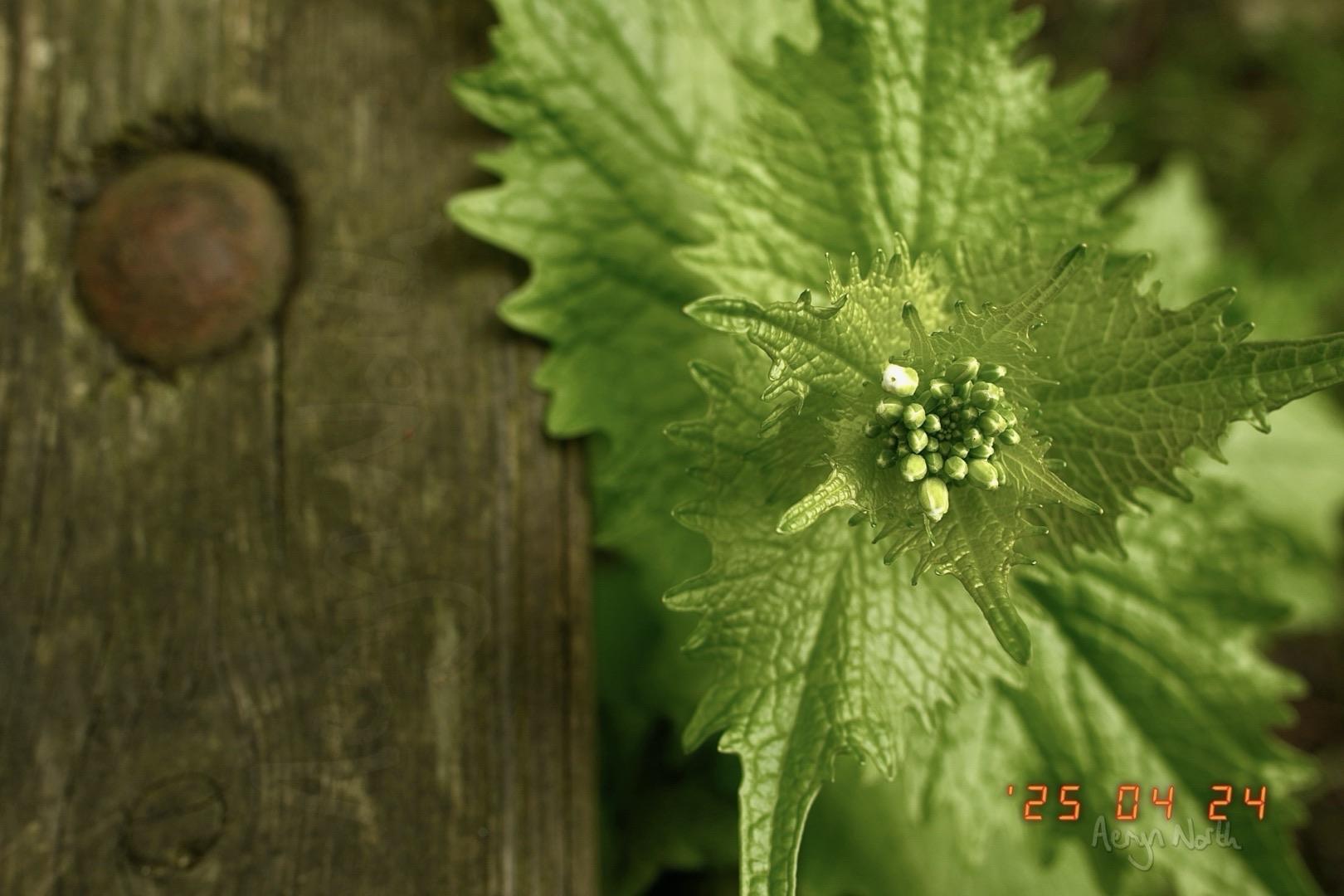 A close up image of nettle buds. To the side a plank of wood with a bolt.