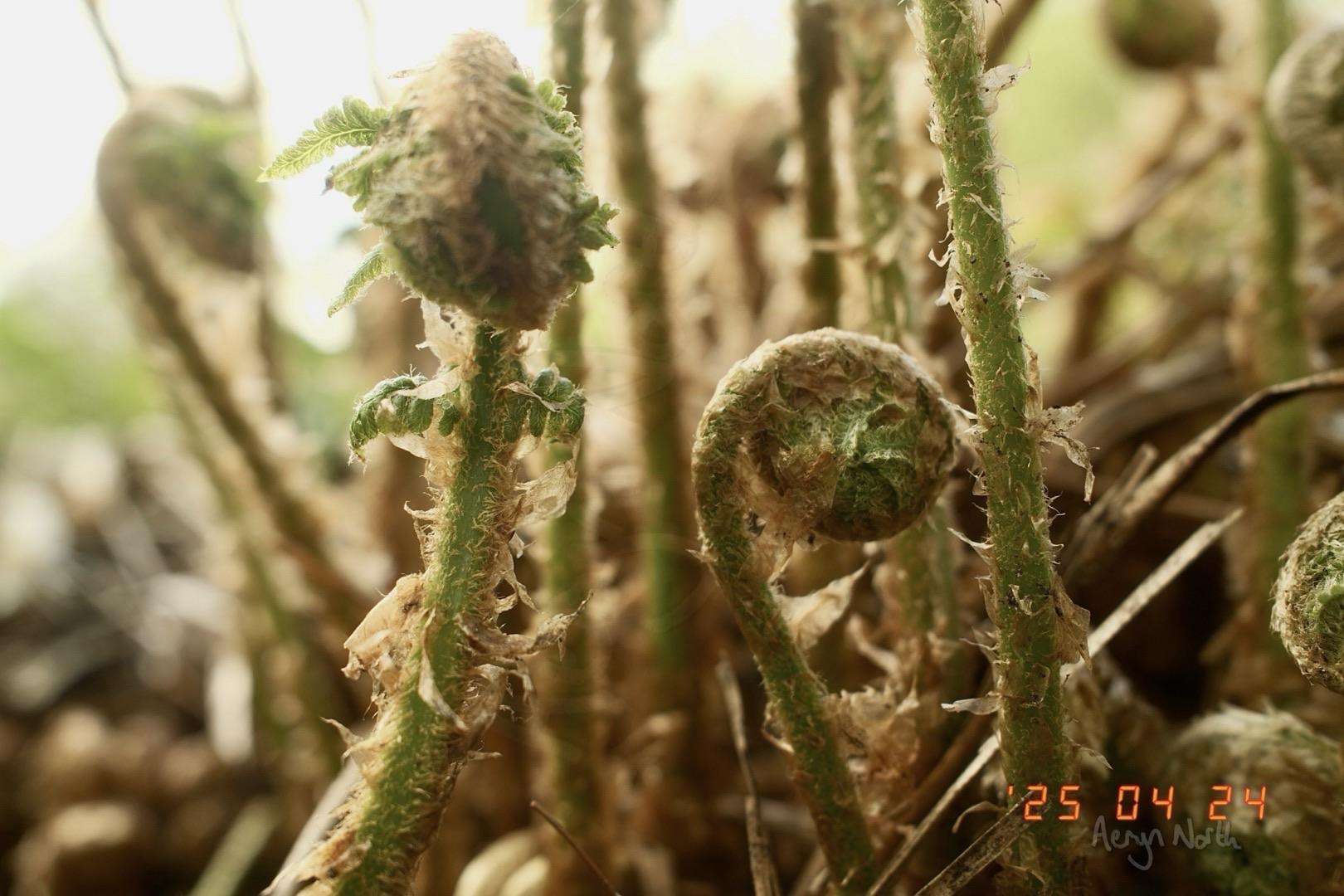 A close up image of young fern fronds in the process of unfurling