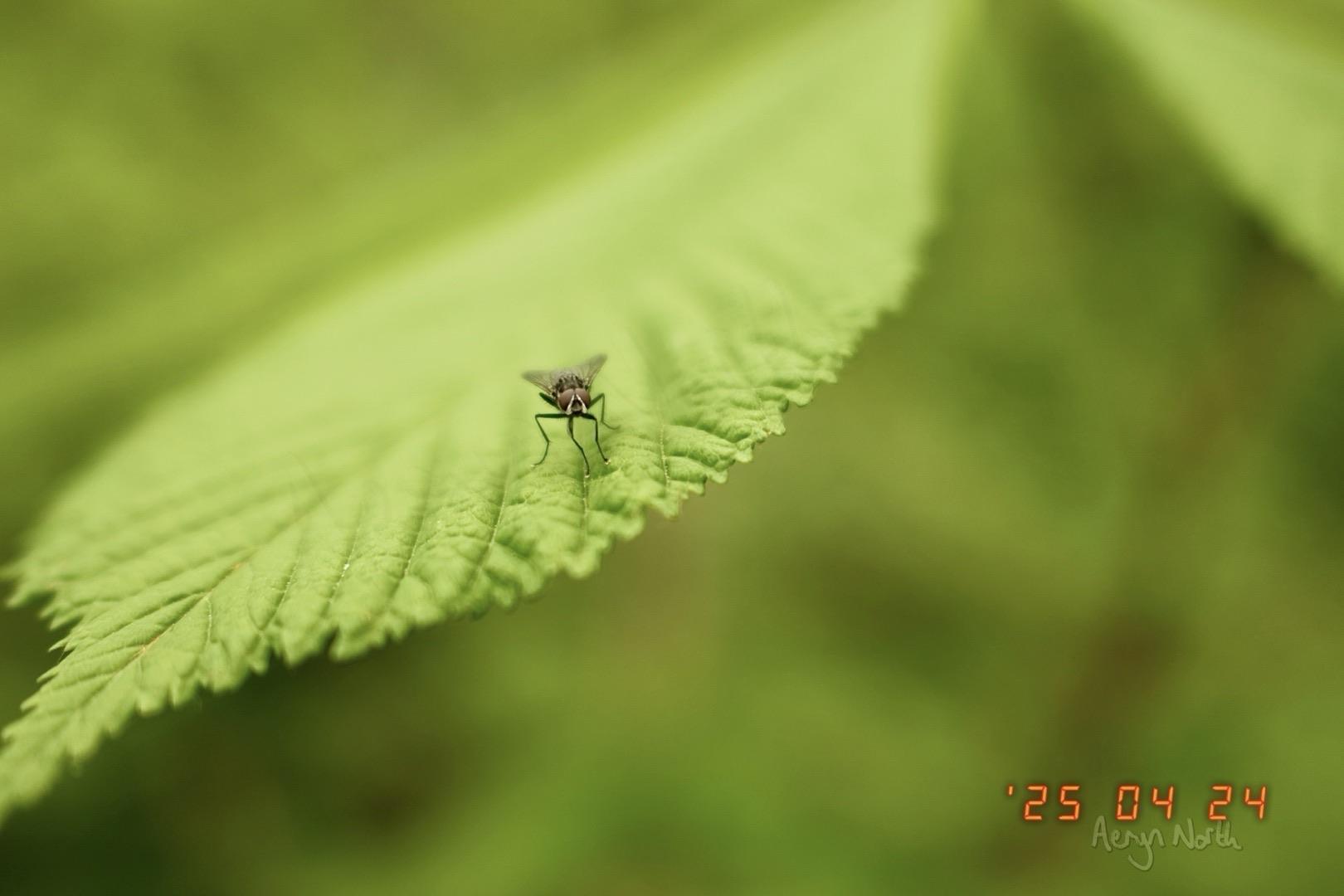 A close up image of a fly on a leaf