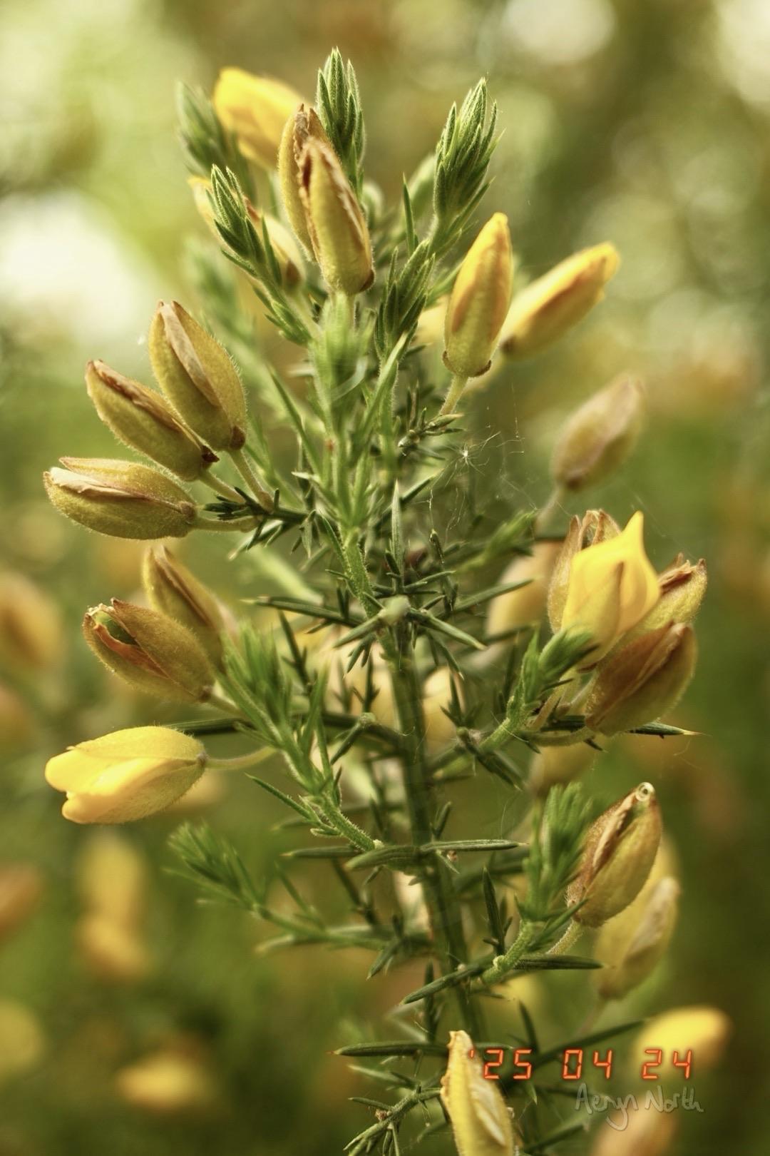 A close up image of yellow flowers