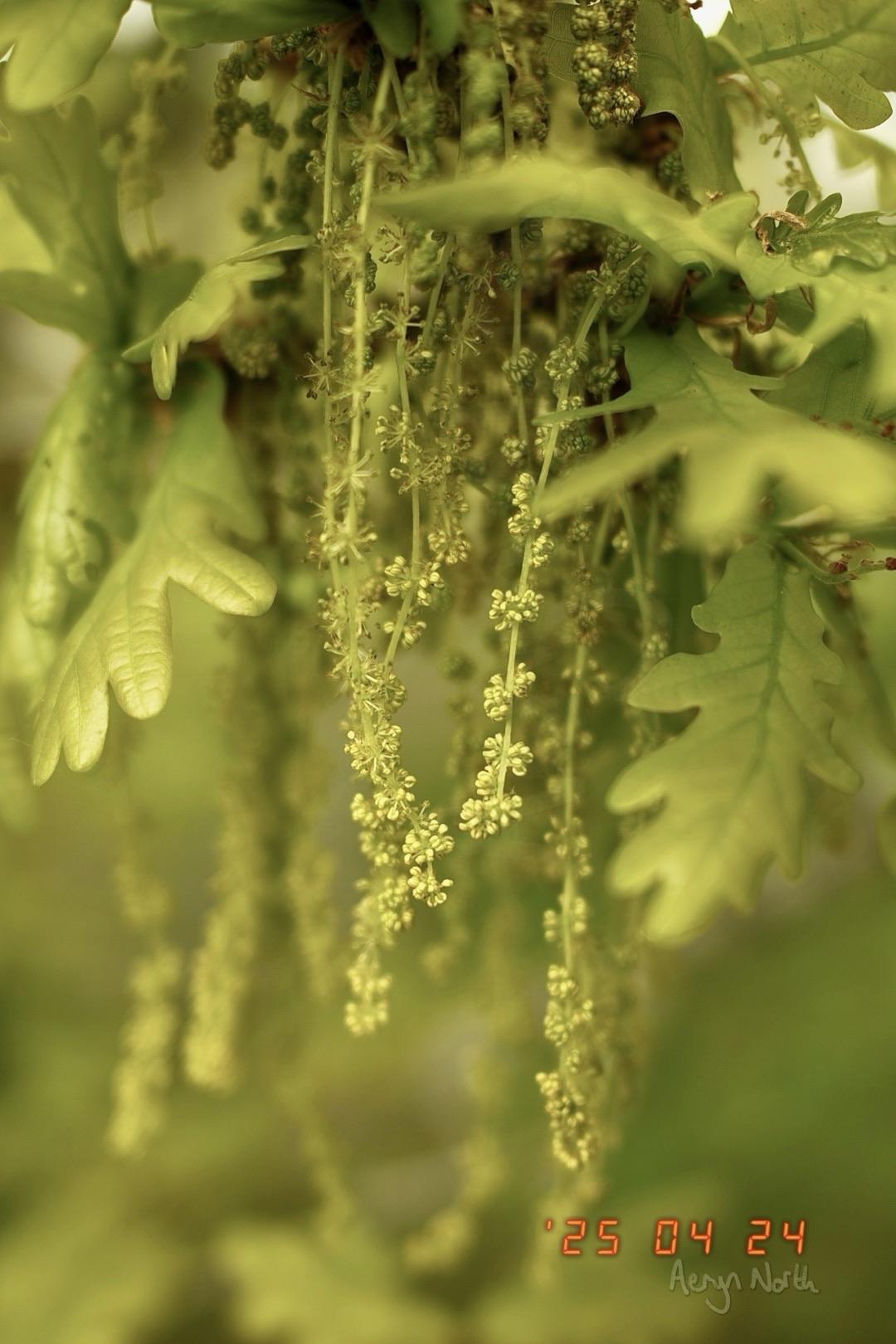 A close up image of catkins and oak leaves