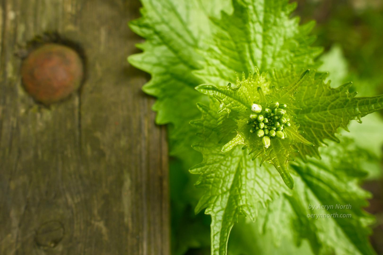 A close up image of nettle buds. To the side a plank of wood with a bolt.