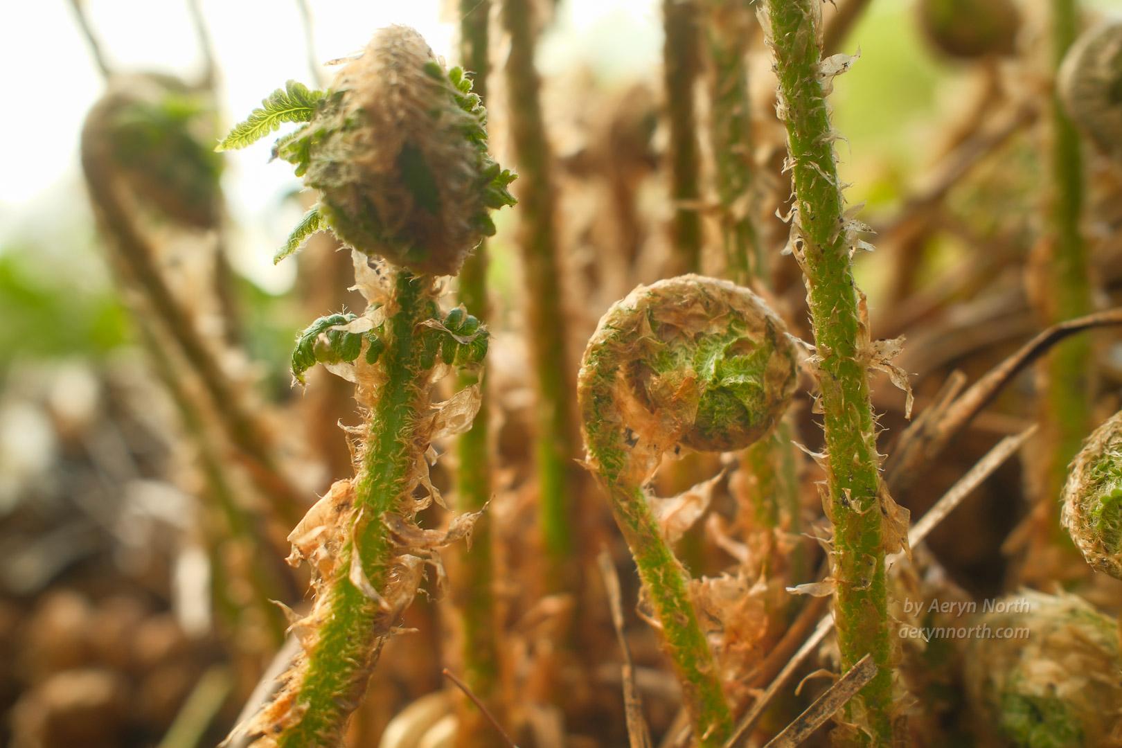 A close up image of young fern fronds in the process of unfurling