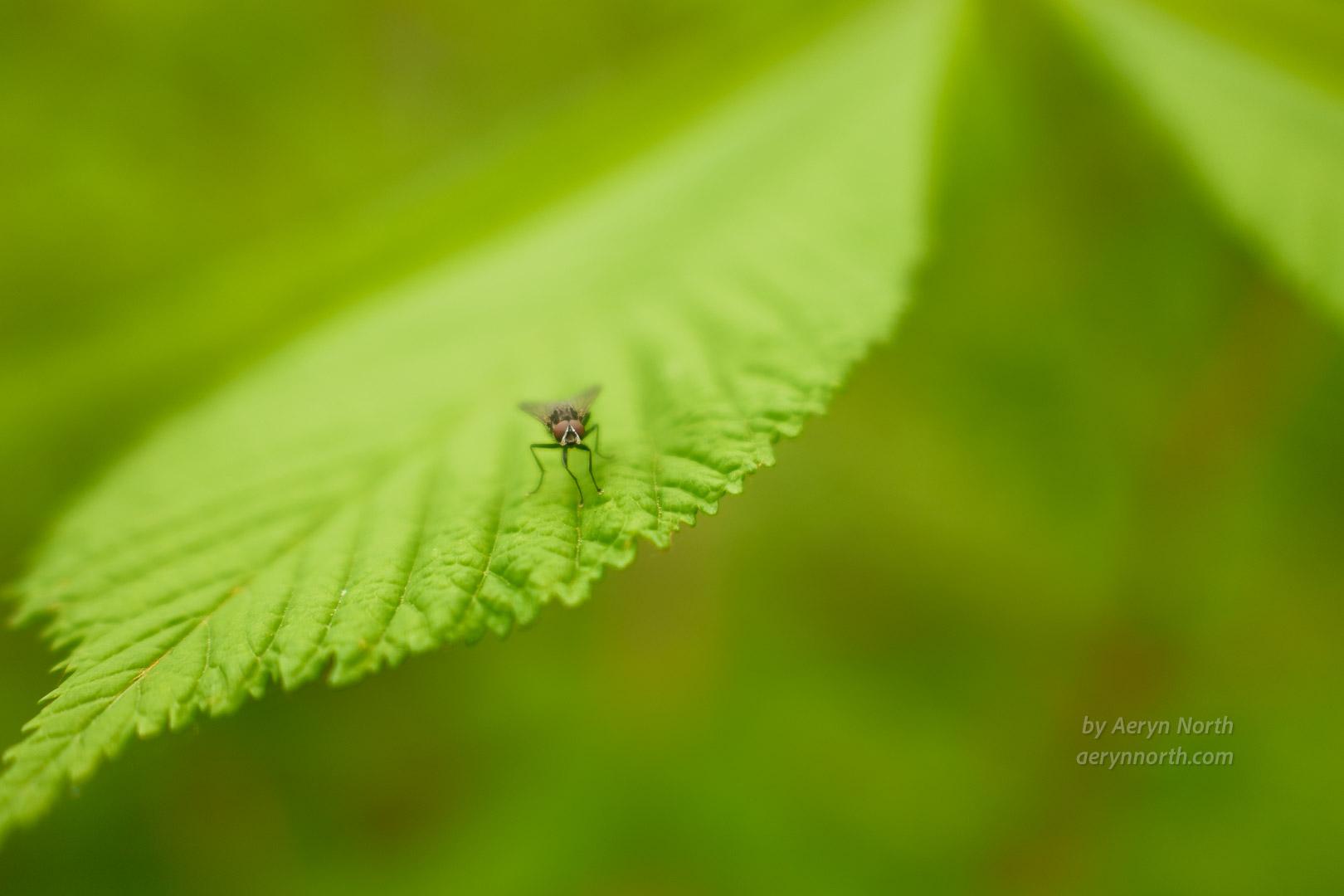 A close up image of a fly on a leaf