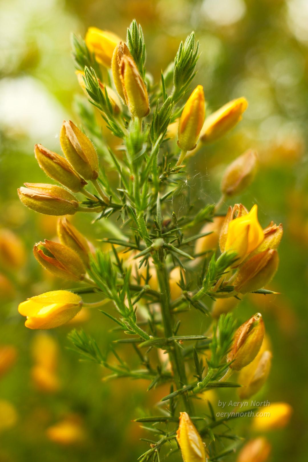 A close up image of yellow flowers