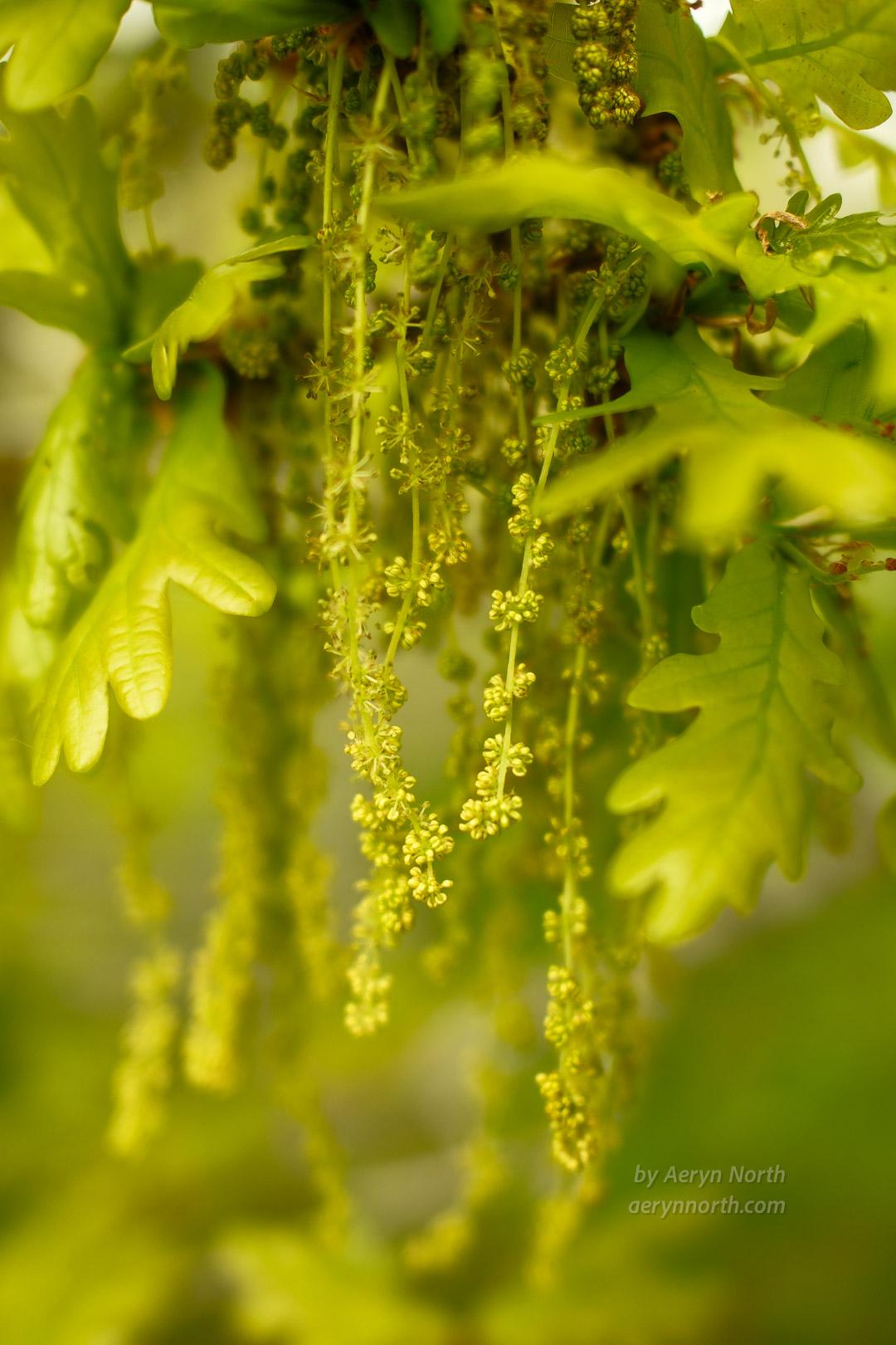 A close up image of catkins and oak leaves