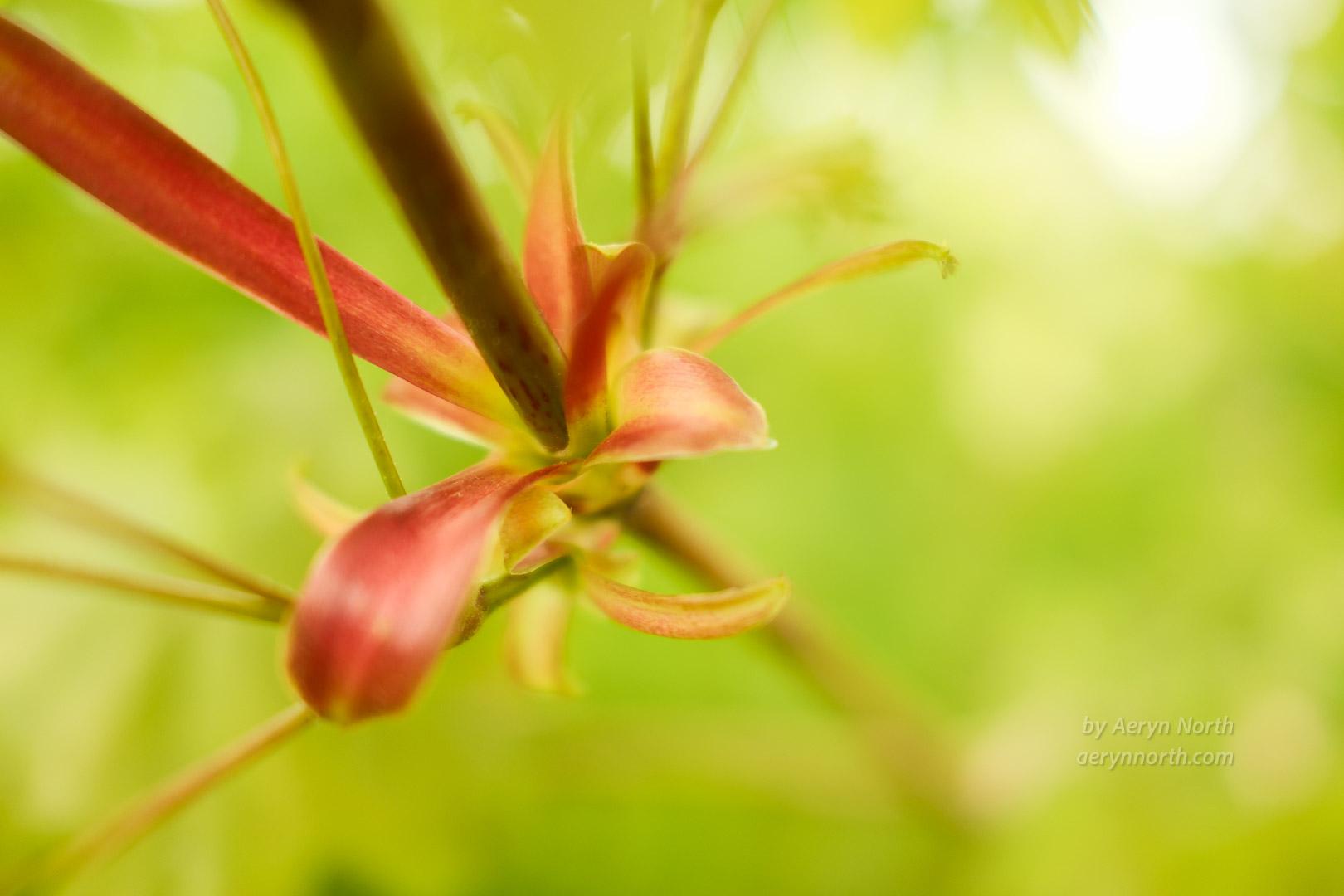 A close up image of a twig