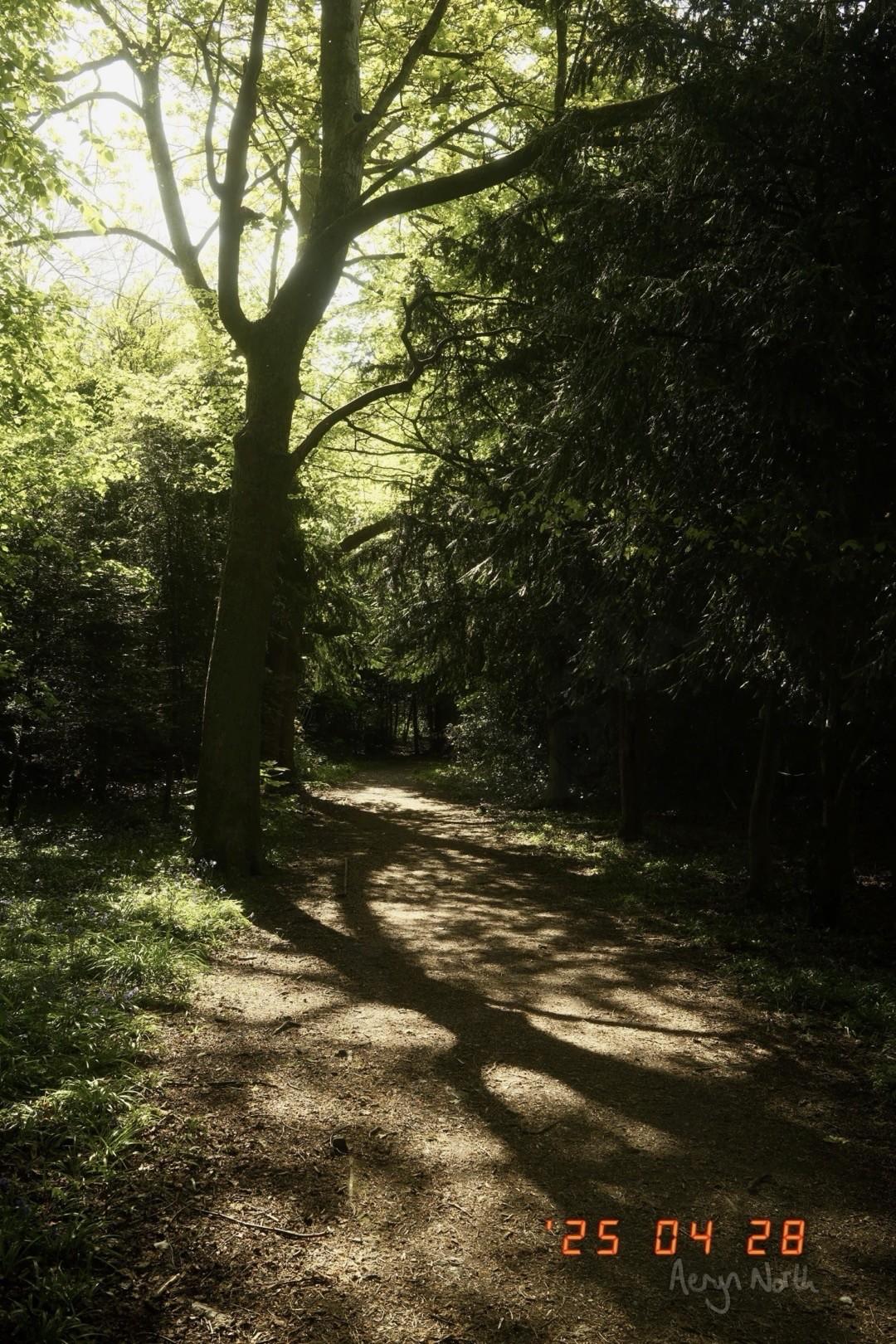 A tree is backlit by the sun and in the foreground, its shadow crossed a sunlit path. Woodland surrounds the high-contrast scene.