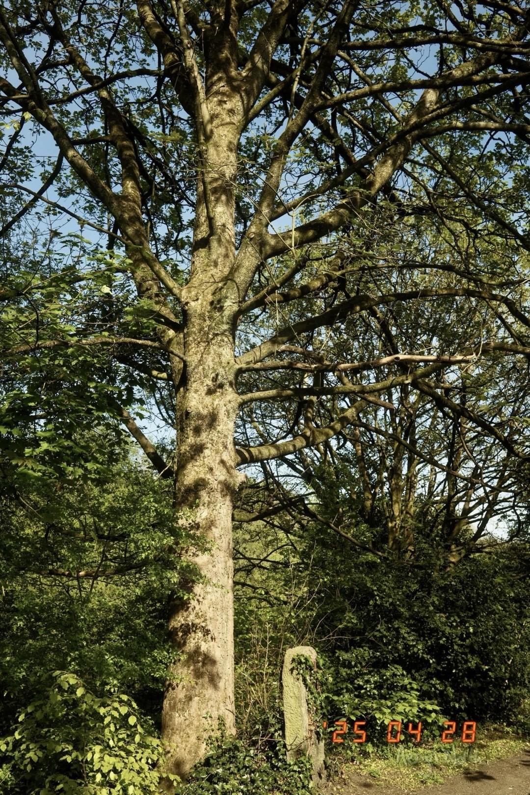 A tree is lit by sunlight. A stone post sits at its base and blue sky behind.