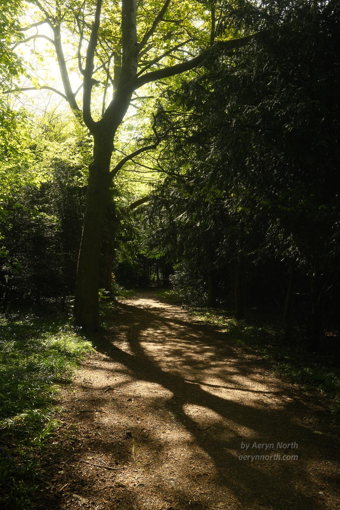 A tree is backlit by the sun and in the foreground, its shadow crossed a sunlit path. Woodland surrounds the high-contrast scene.