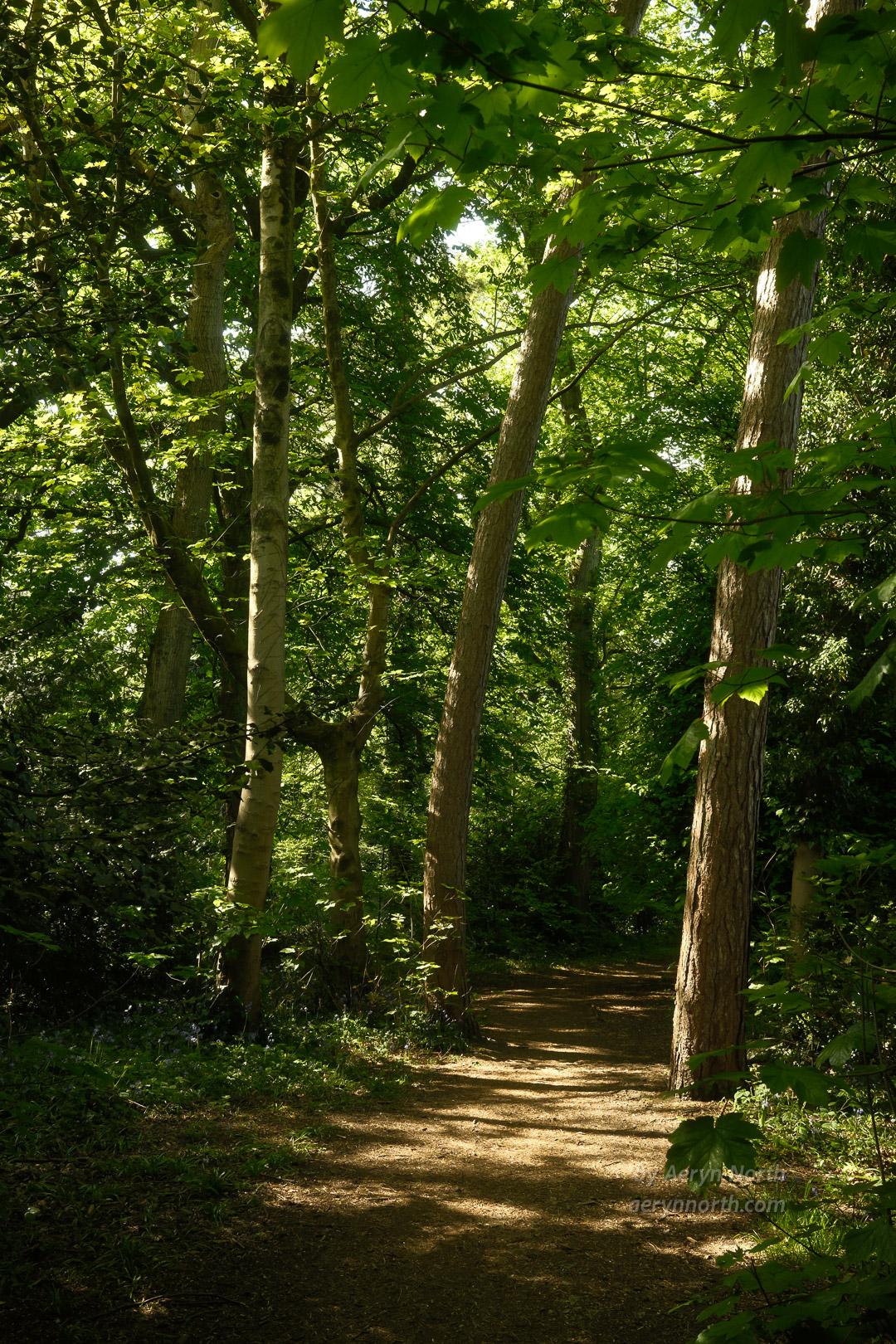 A woodland path passed between trees lit by dappled sunlight