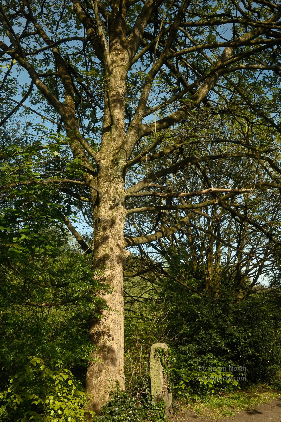 A tree is lit by sunlight. A stone post sits at its base and blue sky behind.