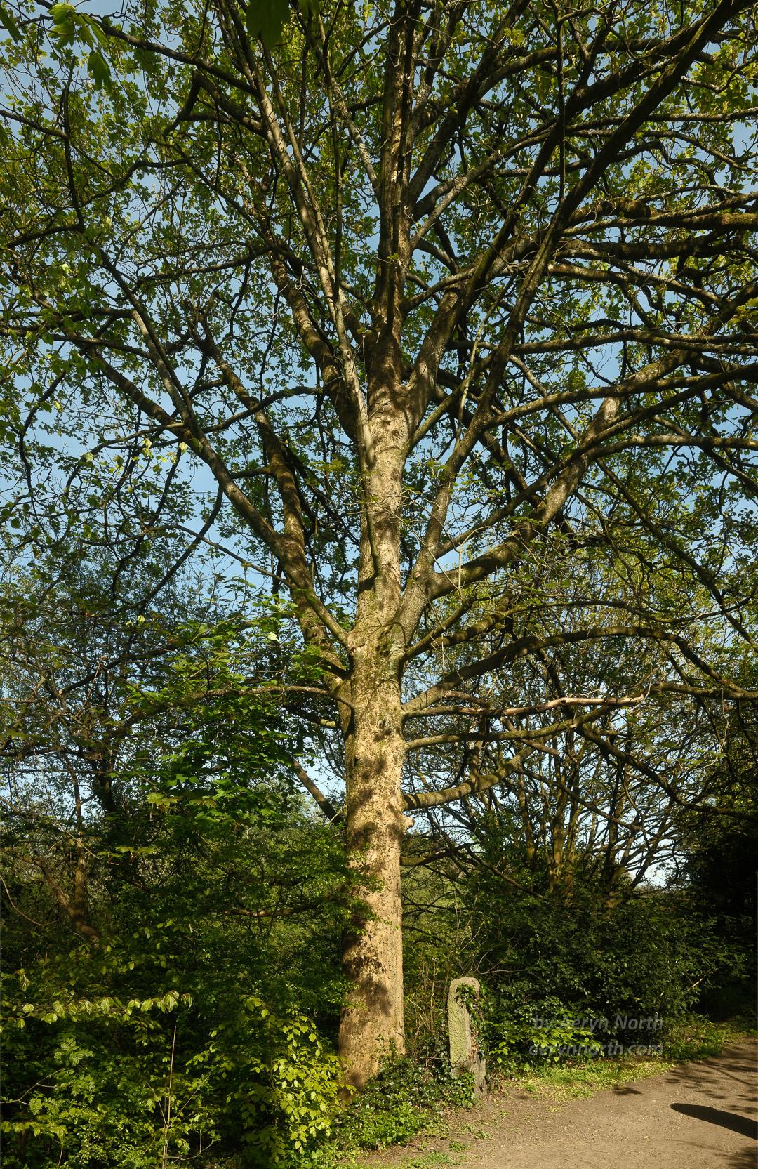 A tree is lit by sunlight. A stone post sits at its base and blue sky behind.