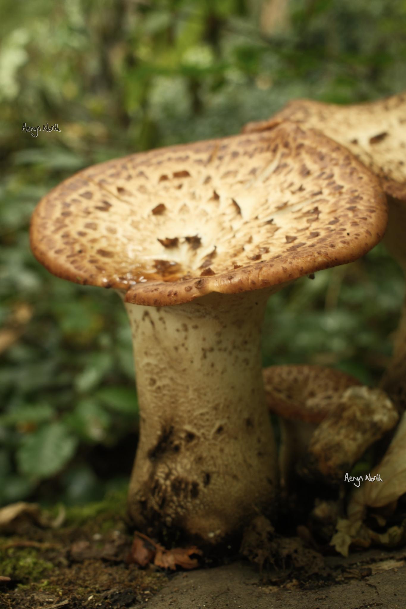 A flat-capped mushroom with a thick stalk with blurred green foliage behind