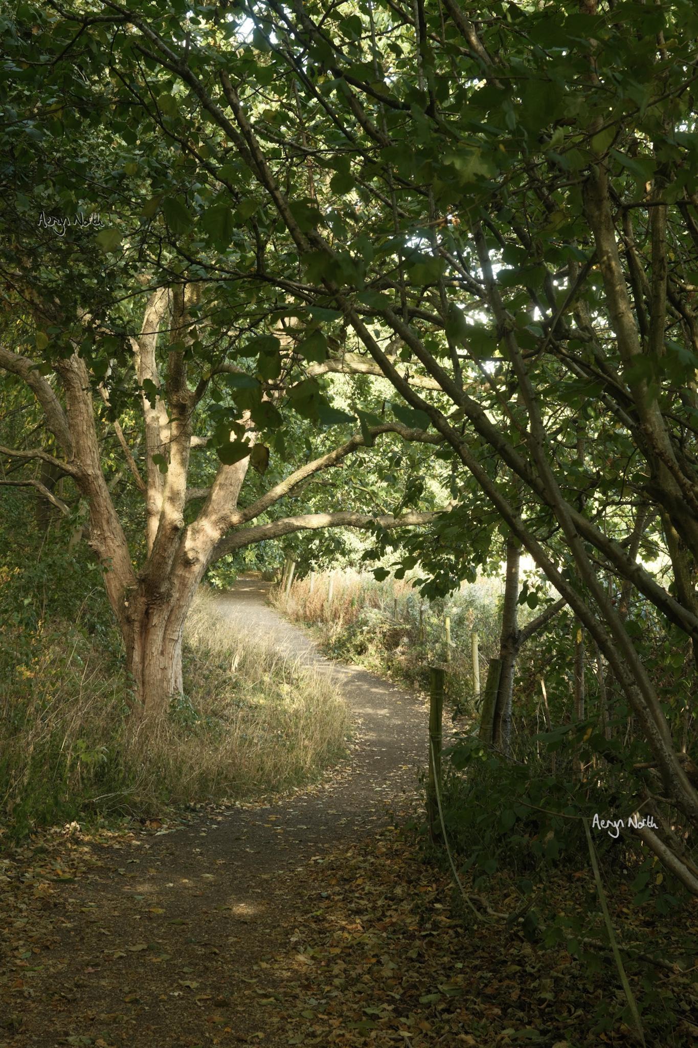 A path curves around a tree lit by sunlight and surrounded by lush foliage